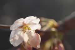 咲き始め