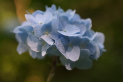 アジサイブルー