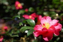 山茶花たち