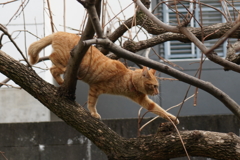 よっこいしょ木登り猫