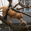 よっこいしょ木登り猫