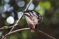 アサギマダラ４