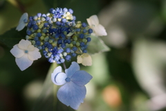 木漏れ日アジサイ