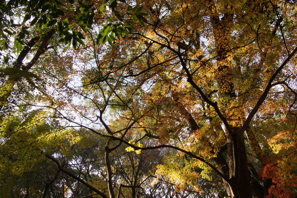 紅葉の森１　