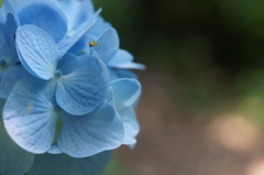 ajisai blue2