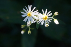 山の野菊３