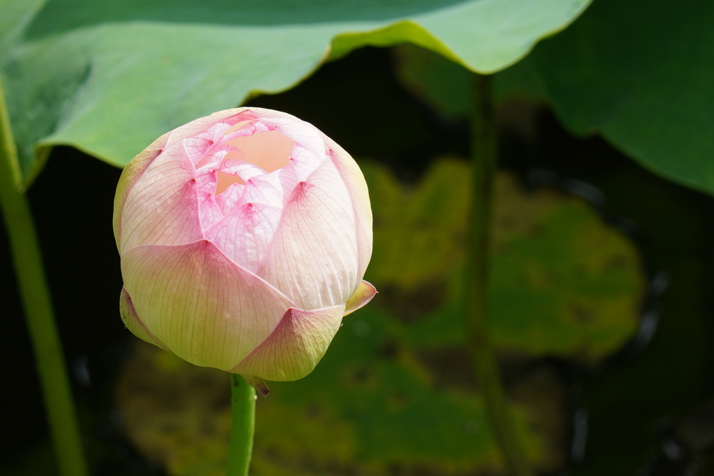 そろそろ蓮の花