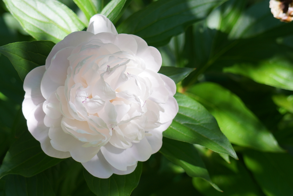 庭の芍薬