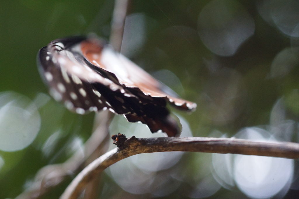 アサギマダラ３
