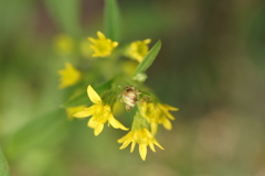 mellow yellow