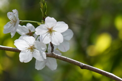 森の桜