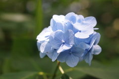 思い出のアジサイ