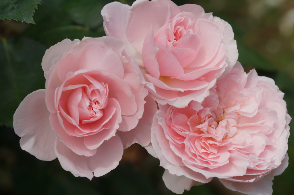 roses noble