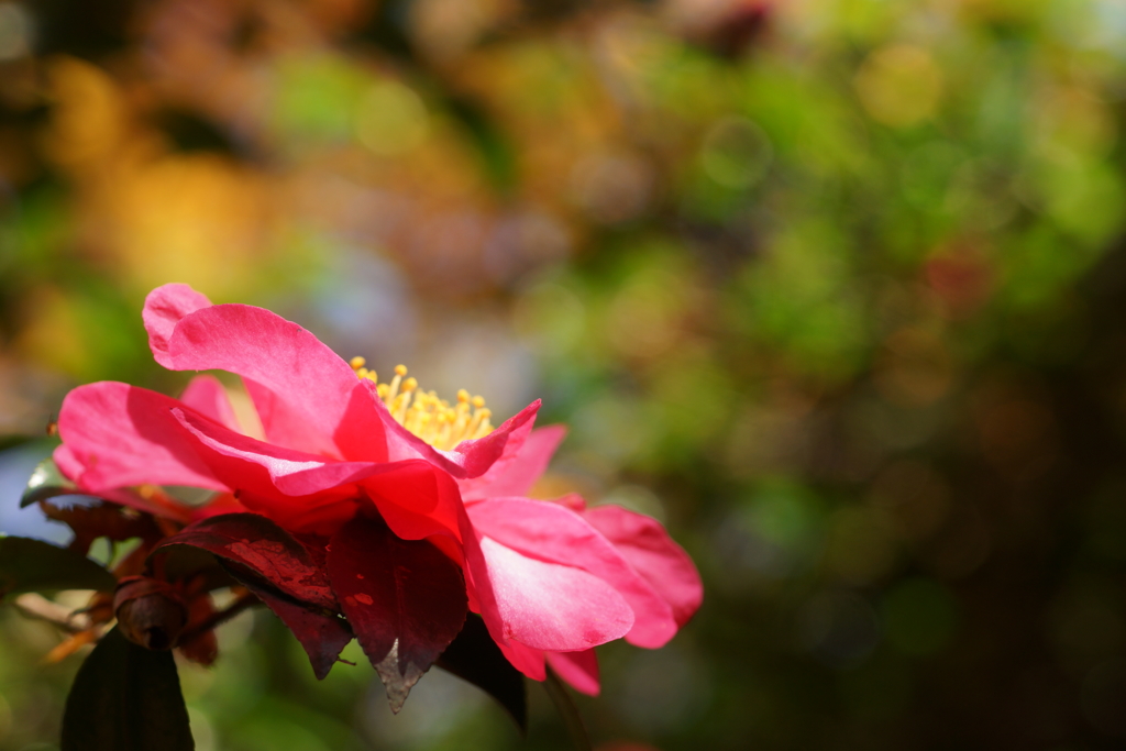 山茶花と紅葉」