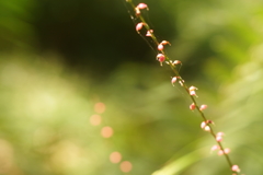 小さなピンク２