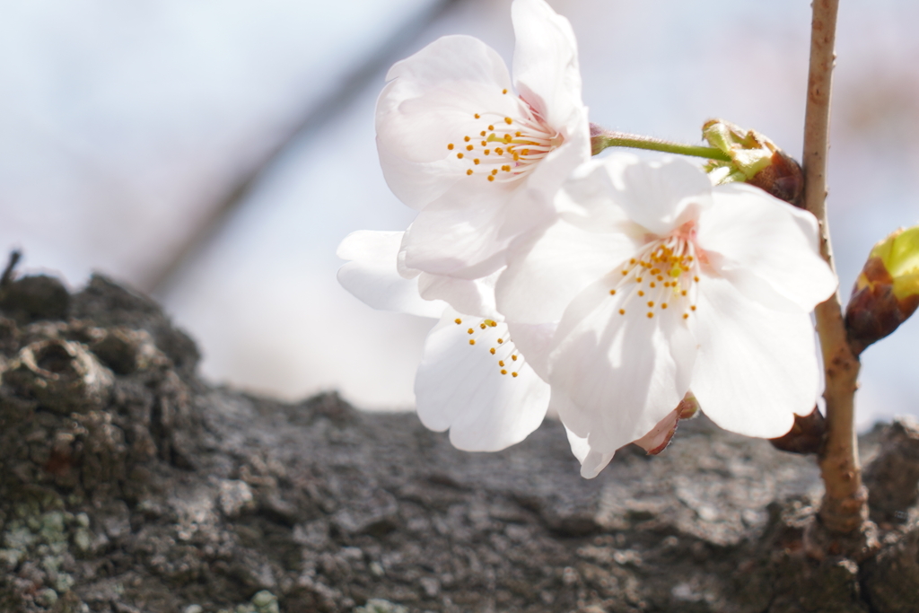 陽桜