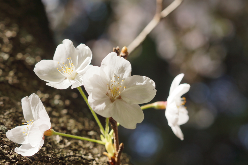 幹の花２