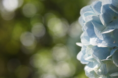 アジサイの森で４