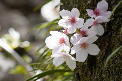 幹の桜