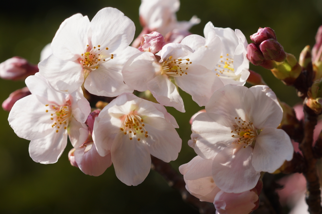 cherry blossam