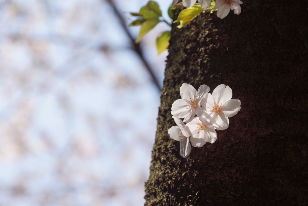 幹の花