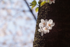 幹の花