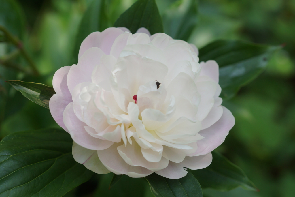 シャクヤクに蜂