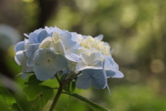 アジサイの森で７