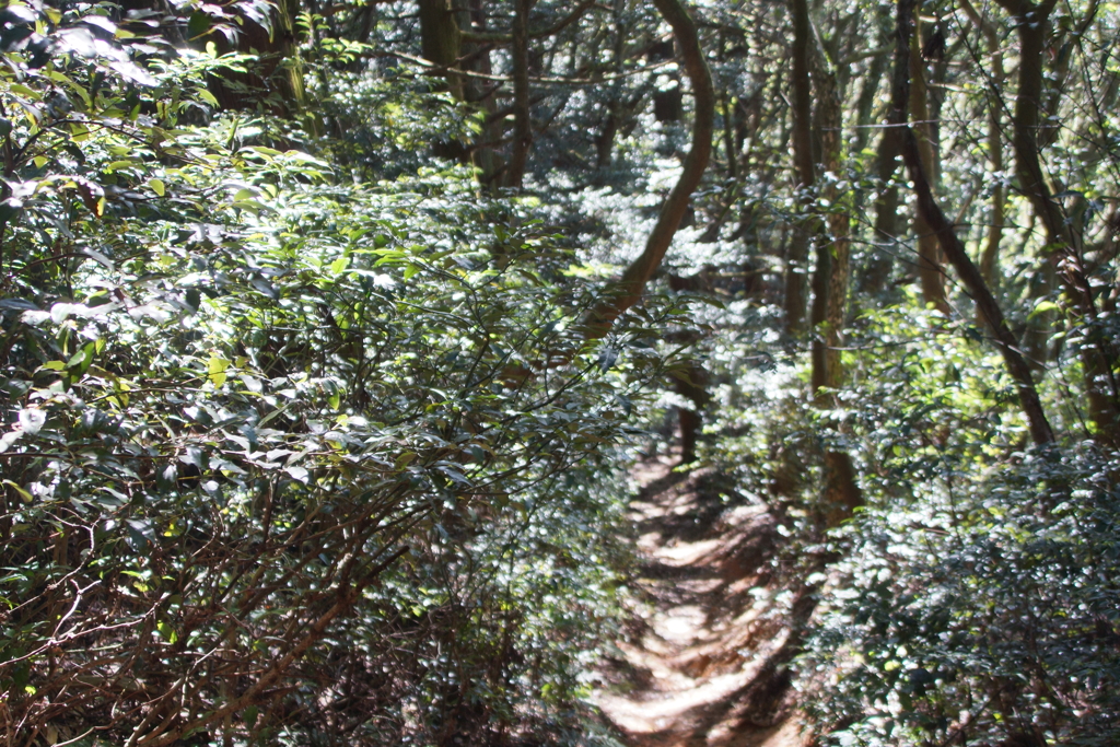 山の参道