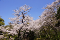 花の森