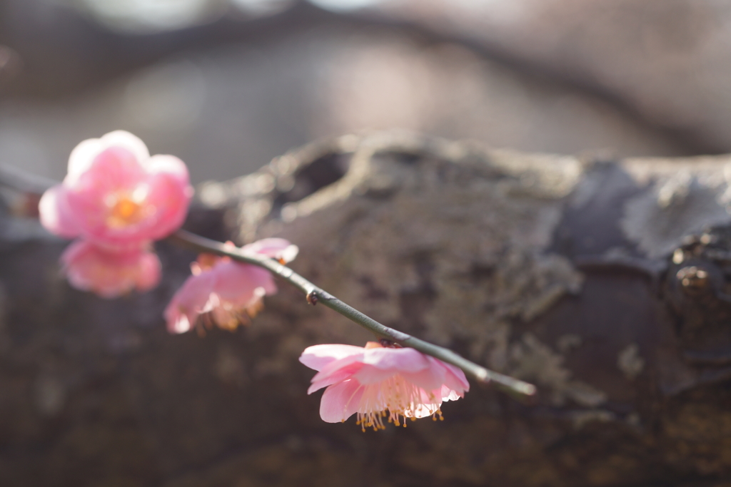 幹の梅花