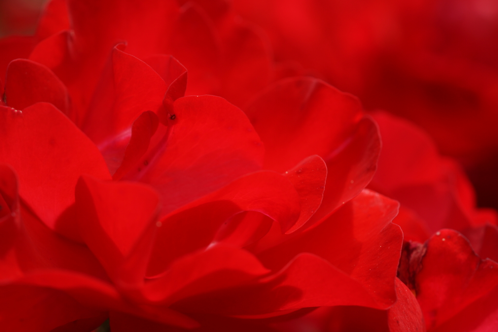 rose red