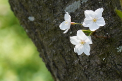 森の桜２