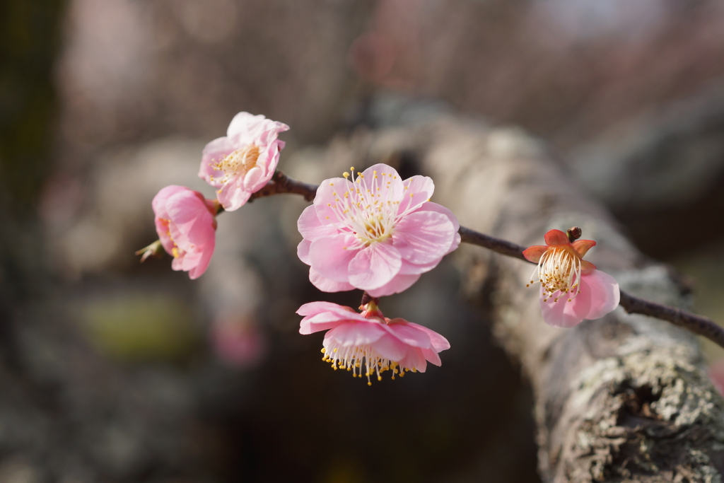 幹の梅花２