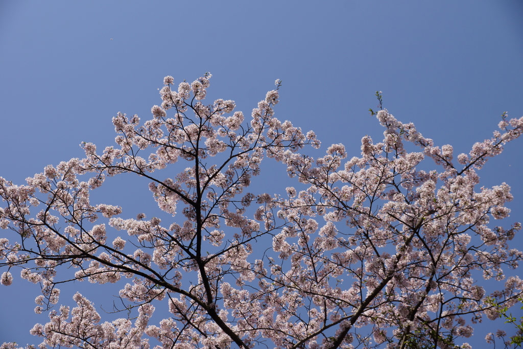 朝桜