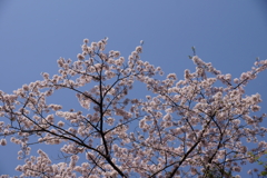 朝桜