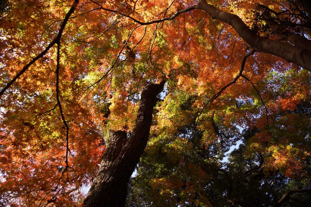 紅葉谷にて３