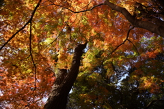 紅葉谷にて３