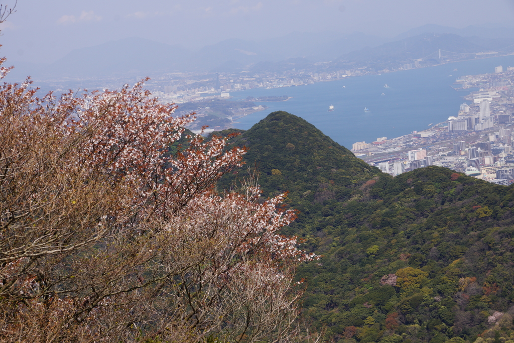 山桜展望
