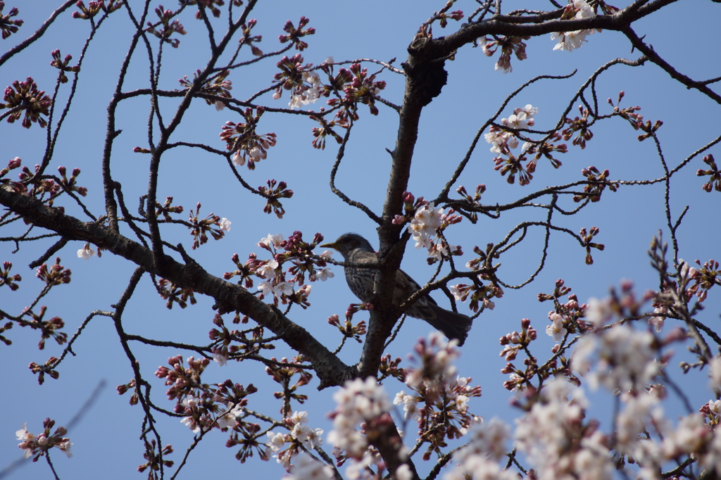 桜と鳥３