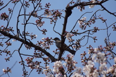 桜と鳥３