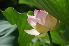 葉陰の蓮花