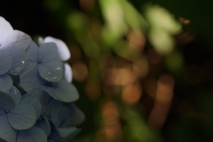 after the rain
