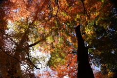 紅葉谷にて４