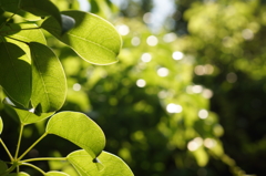若葉たち１
