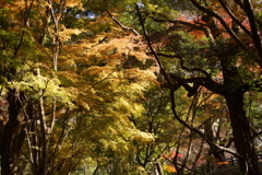 もみじの森へ