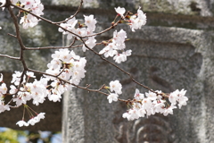 神社の桜２