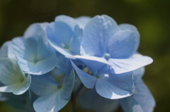 ajisai blue