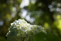 アジサイの森で３