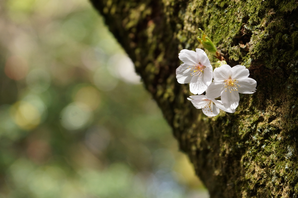 晴桜